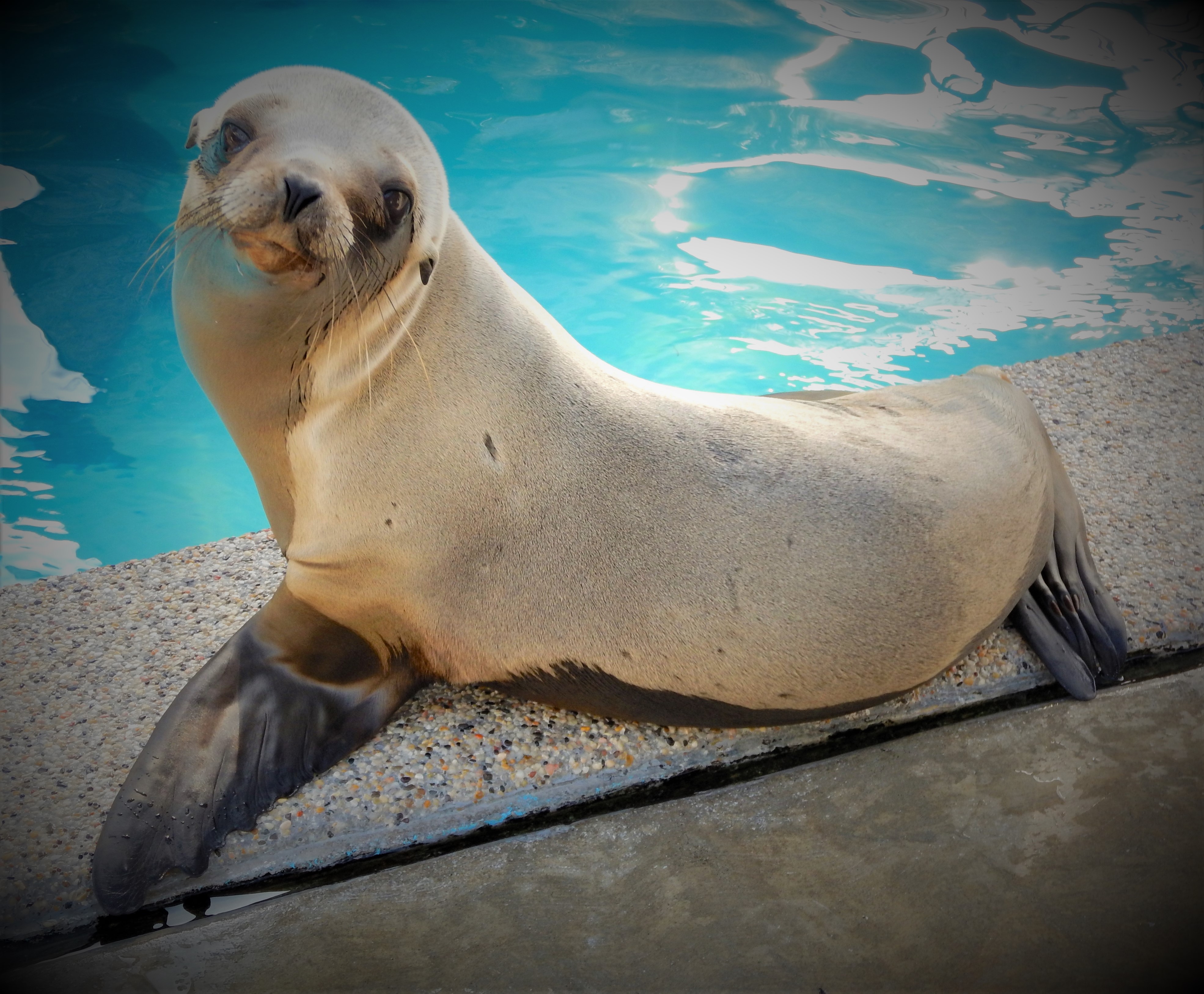 MMCC LA MARINE MAMMAL CARE CENTER LOS ANGELES