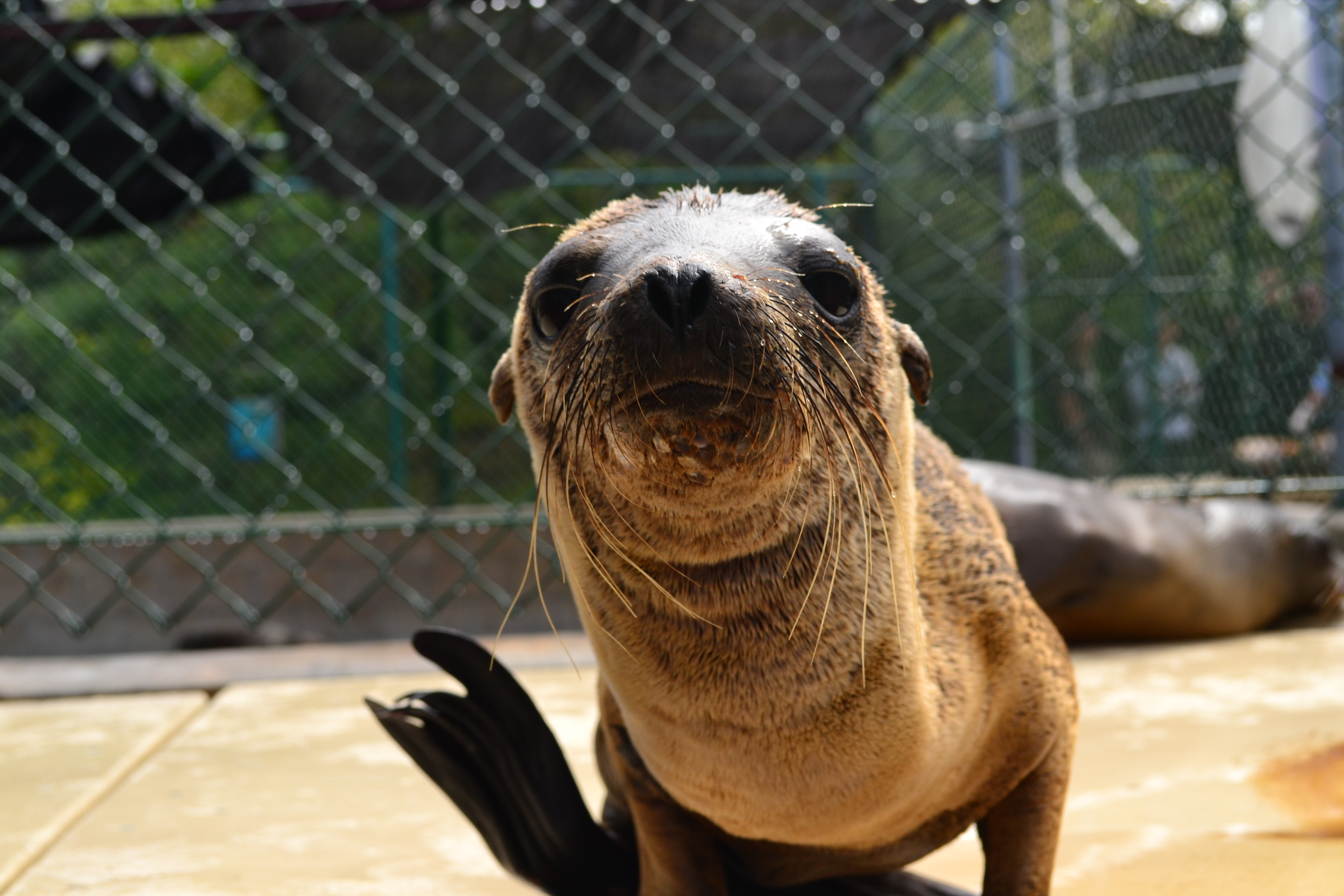MMCC LA MARINE MAMMAL CARE CENTER LOS ANGELES