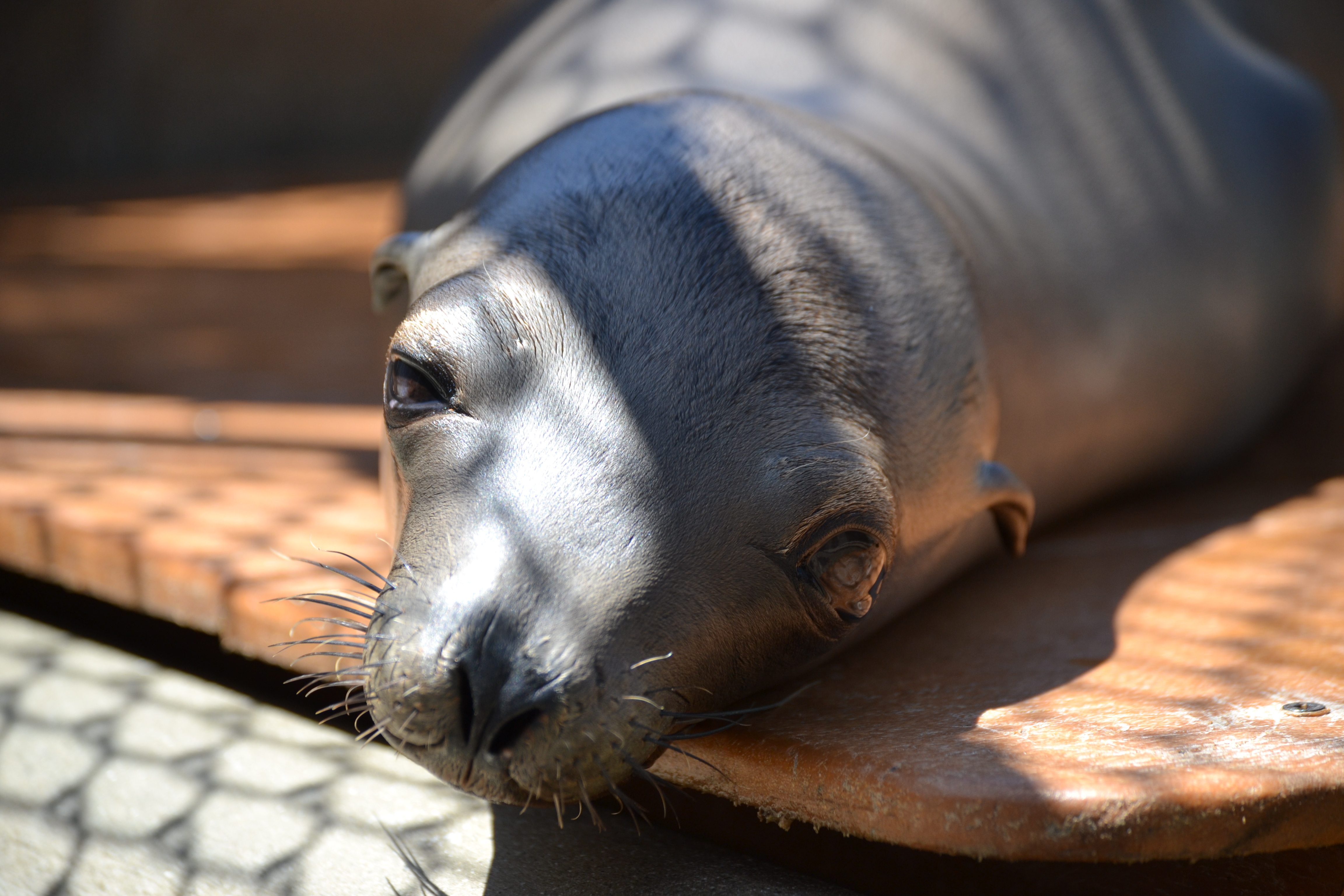 MMCC LA MARINE MAMMAL CARE CENTER LOS ANGELES