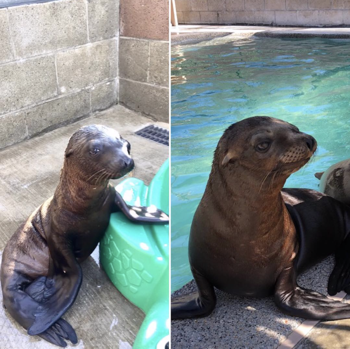 WHY THEY STRANDED MARINE MAMMAL CARE CENTER LOS