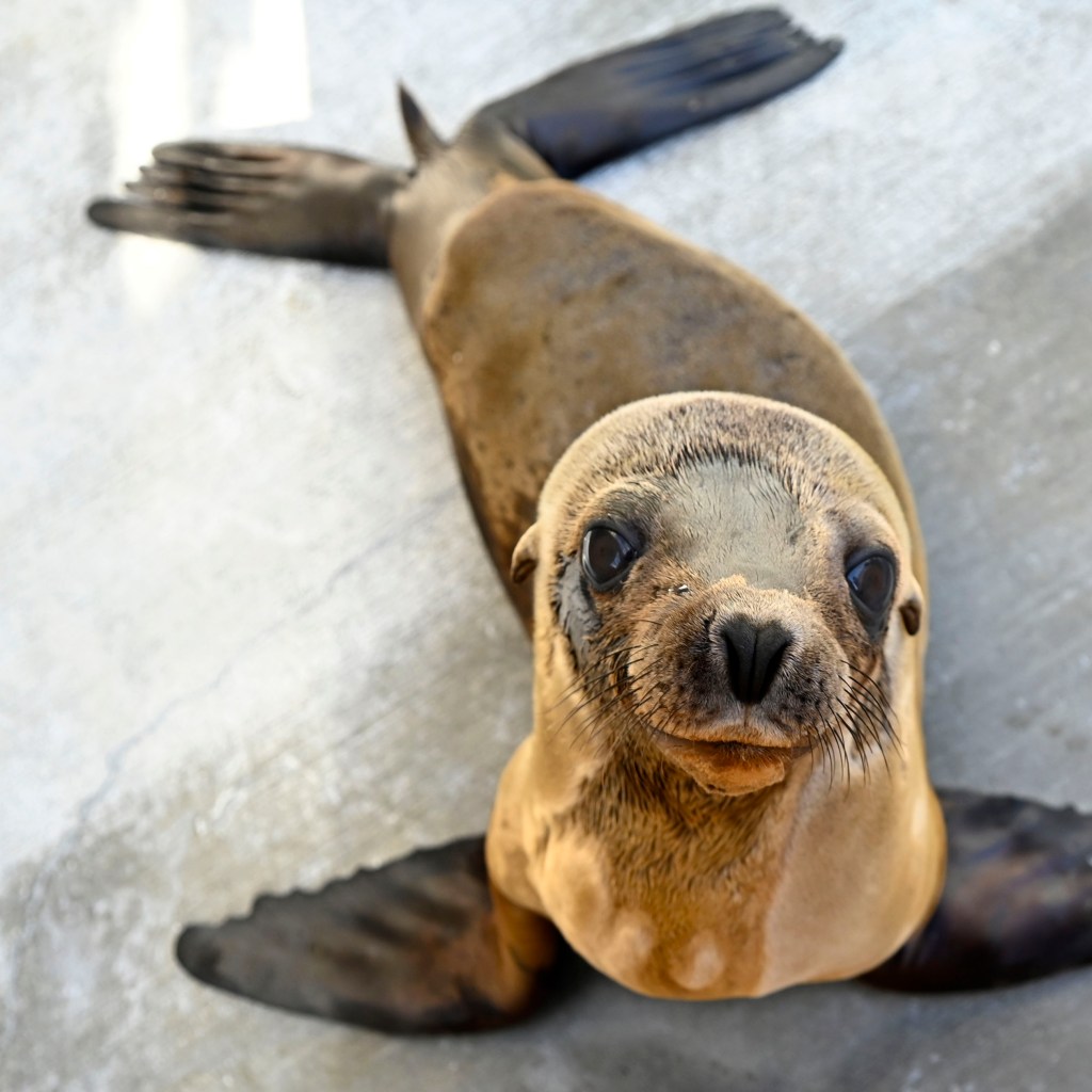 Ocean Hero Marine Mammal Care Center Los Angeles