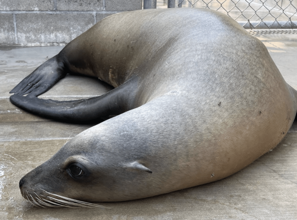 Animal Care Marine Mammal Care Center Los Angeles